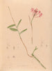 Iconographie der Orchideen Brasiliens Pl28 - João Barbosa Rodrigues — Ansicht des Kunstwerks