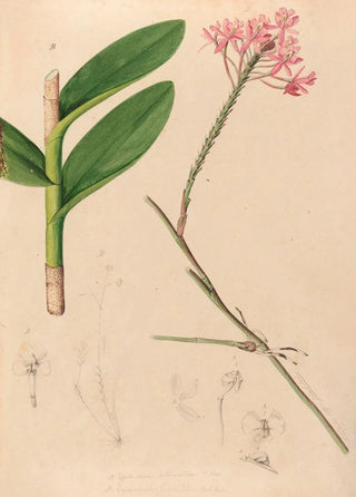 Joo Barbosa Rodrigues - Iconographie des orchidees du Bresil Pl29.webp
