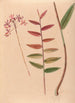 Iconographie der Orchideen Brasiliens Pl30 - João Barbosa Rodrigues — Ansicht des Kunstwerks