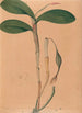 Iconographie der Orchideen Brasiliens Pl31 - João Barbosa Rodrigues — Ansicht des Kunstwerks