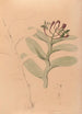 Iconographie der Orchideen Brasiliens Pl32 - João Barbosa Rodrigues — Ansicht des Kunstwerks
