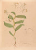 Iconographie der Orchideen Brasiliens Pl33 - João Barbosa Rodrigues — Ansicht des Kunstwerks