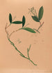 Iconographie der Orchideen Brasiliens Pl34 - João Barbosa Rodrigues — Ansicht des Kunstwerks