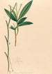 Iconographie der Orchideen Brasiliens Pl35 - João Barbosa Rodrigues — Ansicht des Kunstwerks
