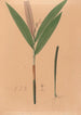 Iconographie der Orchideen Brasiliens Pl37 - João Barbosa Rodrigues — Ansicht des Kunstwerks