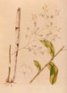 Iconographie der Orchideen Brasiliens Pl38 - João Barbosa Rodrigues — Ansicht des Kunstwerks