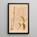 Iconographie der Orchideen Brasiliens Pl38 - João Barbosa Rodrigues — gerahmtes Bild an der Wand