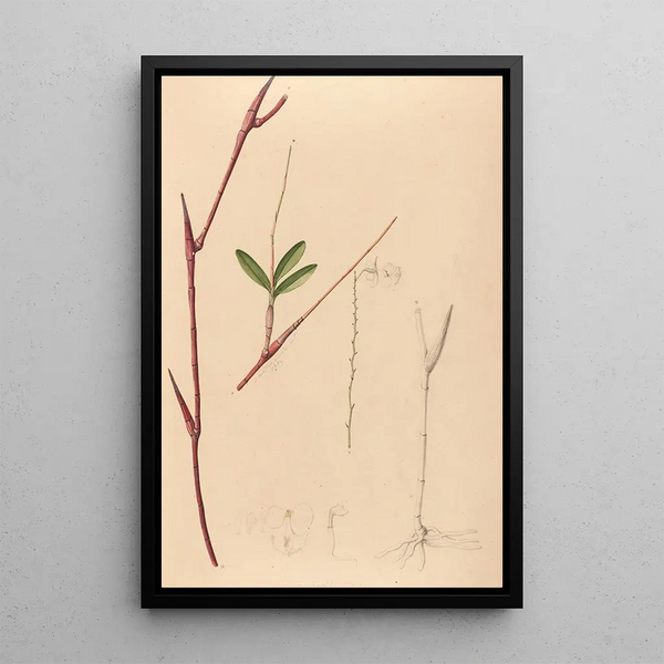 Joo Barbosa Rodrigues - Iconographie des orchidees du Bresil Pl39.webp