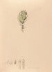 Iconographie der Orchideen Brasiliens Pl42 - João Barbosa Rodrigues — Ansicht des Kunstwerks
