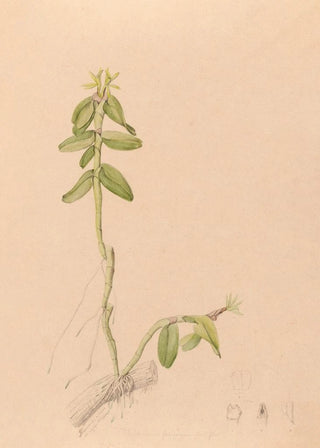 Joo Barbosa Rodrigues - Iconographie des orchidees du Bresil Pl43.webp
