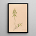 Iconographie der Orchideen Brasiliens Pl43 - João Barbosa Rodrigues — gerahmtes Bild an der Wand