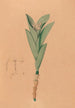 Iconographie der Orchideen Brasiliens Pl44 - João Barbosa Rodrigues — Ansicht des Kunstwerks