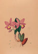 Iconographie der Orchideen Brasiliens Pl45 - João Barbosa Rodrigues — Ansicht des Kunstwerks