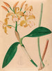 Iconographie der Orchideen Brasiliens Pl46 - João Barbosa Rodrigues — Ansicht des Kunstwerks