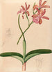 Iconographie der Orchideen Brasiliens Pl47 - João Barbosa Rodrigues — Ansicht des Kunstwerks