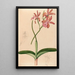 Iconographie der Orchideen Brasiliens Pl47 - João Barbosa Rodrigues — gerahmtes Bild an der Wand