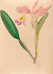 Iconographie der Orchideen Brasiliens Pl49 - João Barbosa Rodrigues — Ansicht des Kunstwerks