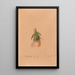 Iconographie der Orchideen Brasiliens Pl50 - João Barbosa Rodrigues — gerahmtes Bild an der Wand