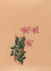 Iconographie der Orchideen Brasiliens Pl54 - João Barbosa Rodrigues — Ansicht des Kunstwerks