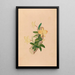 Iconographie der Orchideen Brasiliens Pl55 - João Barbosa Rodrigues — gerahmtes Bild an der Wand