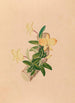 Iconographie der Orchideen Brasiliens Pl55 - João Barbosa Rodrigues — Ansicht des Kunstwerks