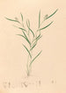 Iconographie der Orchideen Brasiliens Pl58 - João Barbosa Rodrigues — Ansicht des Kunstwerks