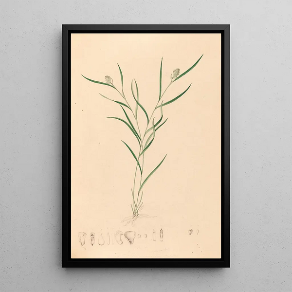Joo Barbosa Rodrigues - Iconographie des orchidees du Bresil Pl58.webp