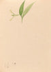 Iconographie der Orchideen Brasiliens Pl59 - João Barbosa Rodrigues — Ansicht des Kunstwerks