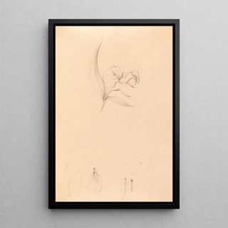 Joo Barbosa Rodrigues - Iconographie des orchidees du Bresil Pl60.webp