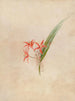 Iconographie der Orchideen Brasiliens Pl61 - João Barbosa Rodrigues — Ansicht des Kunstwerks