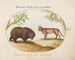 Ein Bär und ein Luchs - Joris Hoefnagel — Ansicht des Kunstwerks