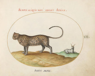 Joris Hoefnagel - A Cheetah and a Wild Sheep.webp