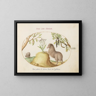 Joris Hoefnagel - A FatTailed Sheep a Sheep with a Long Tail a Cassia purgatrixand Other Plants.webp