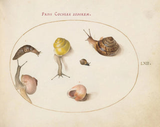 Joris Hoefnagel - A Slug with Snails.webp