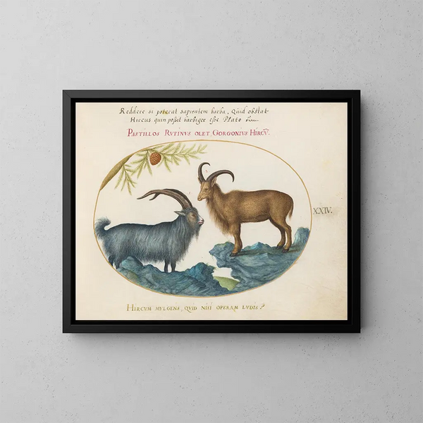 Eine wilde Ziege und ein Barbarie-Mouflon - Joris Hoefnagel — gerahmtes Bild an der Wand