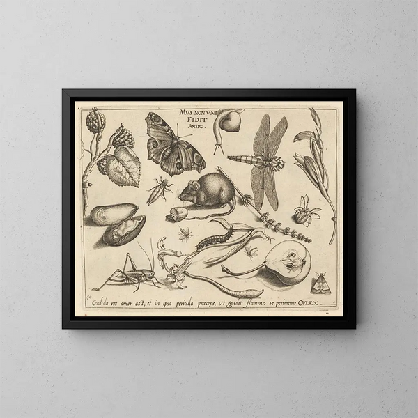 Archétypen und Studien des Vaters Georgius Hoefnagel - Joris Hoefnagel — gerahmtes Bild an der Wand