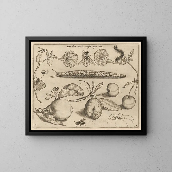 Archétypen und Studien des Vaters Georgius Hoefnagel Pl11 - Joris Hoefnagel — gerahmtes Bild an der Wand