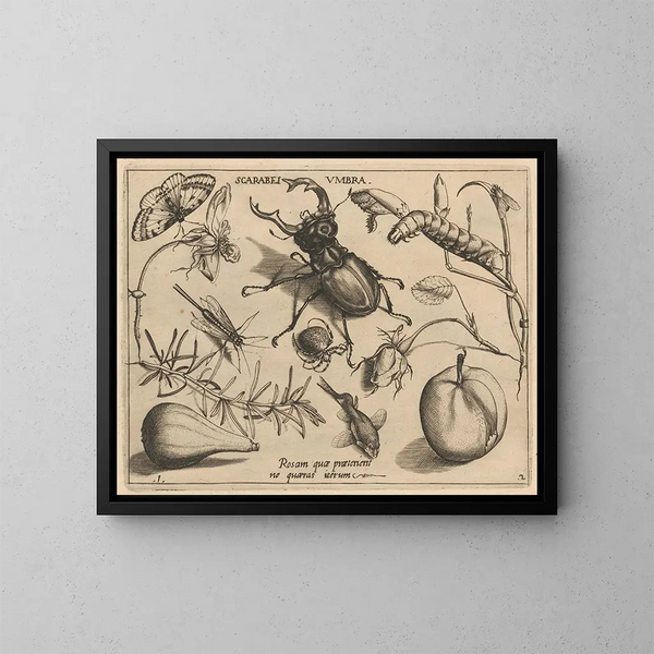 Archétypen und Studien des Vaters Georgius Hoefnagel Pl13 - Joris Hoefnagel — gerahmtes Bild an der Wand