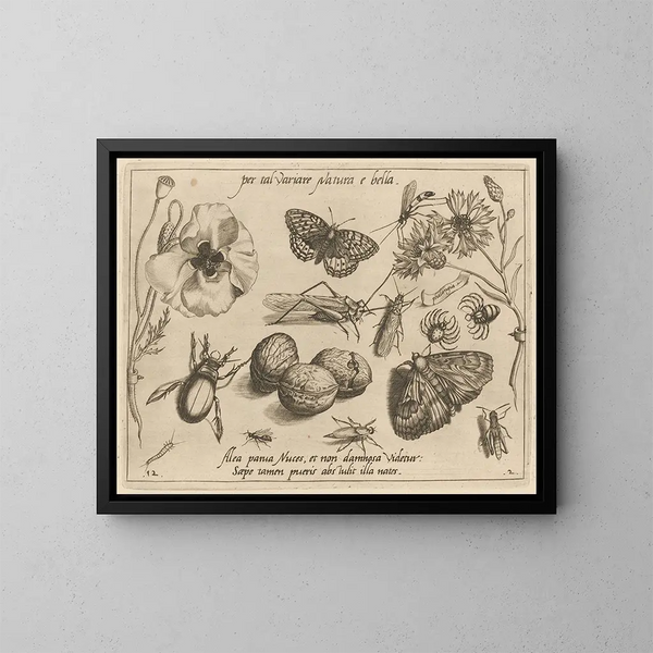 Archétypen und Studien des Vaters Georgius Hoefnagel - Joris Hoefnagel — gerahmtes Bild an der Wand