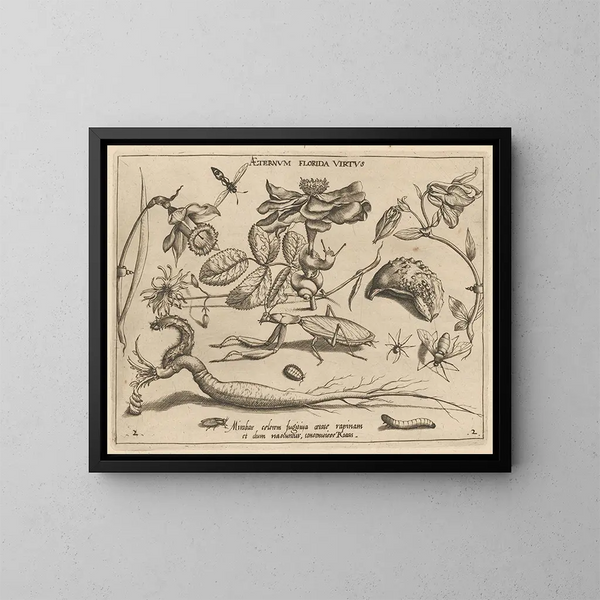 Archétypes und Studien des Vaters Georgius Hoefnagel, Pl. 17 - Joris Hoefnagel — gerahmtes Bild an der Wand