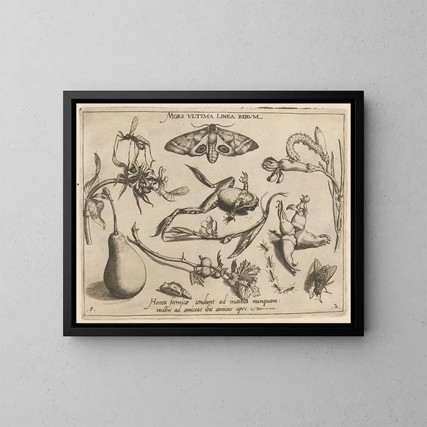 Archétypen und Studien des Vaters Georgius Hoefnagelius Pl20 - Joris Hoefnagel — gerahmtes Bild an der Wand