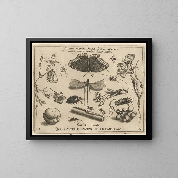 Archétypen und Studien des Vaters Georgius Hoefnagel Pl24 - Joris Hoefnagel — gerahmtes Bild an der Wand