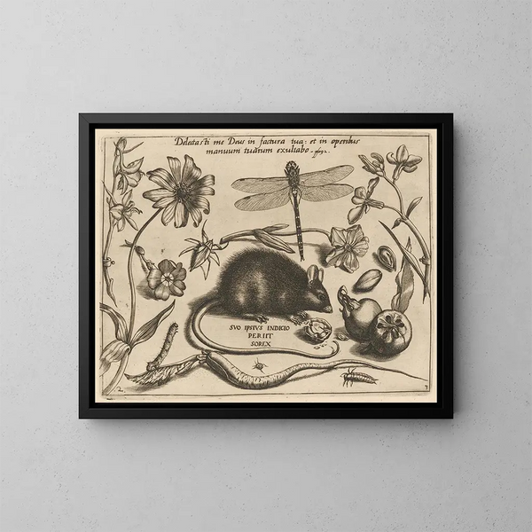 Archétypen und Studien des Vaters Georgius Hoefnagel - Joris Hoefnagel — gerahmtes Bild an der Wand