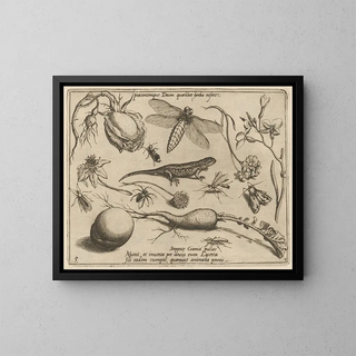 Joris Hoefnagel - Archetypa studiaque patris Georgii Hoefnagelii Pl33.webp