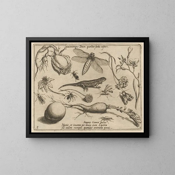 Archétypen und Studien des Vaters Georgius Hoefnagel - Joris Hoefnagel — gerahmtes Bild an der Wand