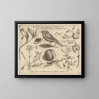 Joris Hoefnagel - Archetypa studiaque patris Georgii Hoefnagelii Pl41.webp