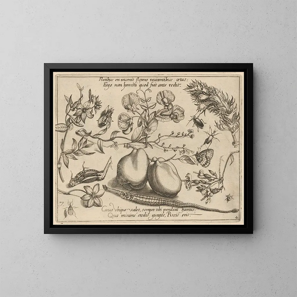 Archétypen und Studien des Vaters Georgius Hoefnagel Pl48 - Joris Hoefnagel — gerahmtes Bild an der Wand