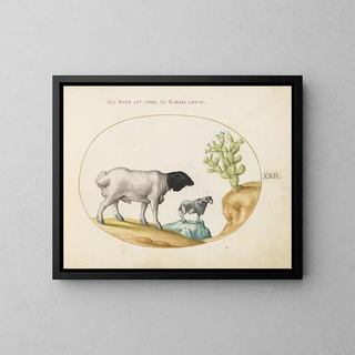 Joris Hoefnagel - Blackhead Persian Sheep and a Sheep with a Long Tail with a Cactus.webp