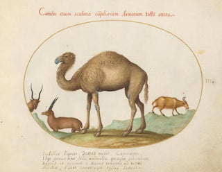 Joris Hoefnagel - Camel Ibex and Goat.webp