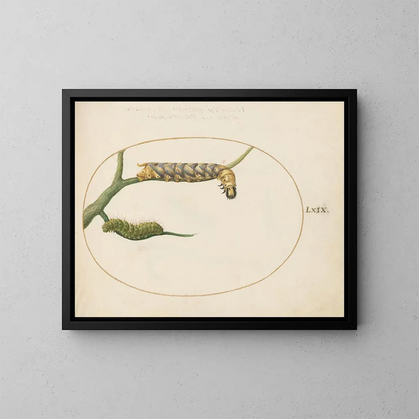 Emperor-Schmetterlings-Kunstdruck mit einer zweiten Raupe auf einem Zweig - Joris Hoefnagel — gerahmtes Bild an der Wand